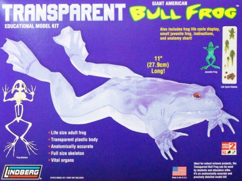 Model plastikowy Lindberg - Transparent Bull Frog (Przezroczysta żaba rycząca) Model plastikowy Lindberg - Transparent Bull Frog (Przezroczysta żaba rycząca)