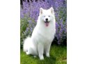 Haft Diamentowy, Obraz, Mozaika Diamentowa Diamond Painting, PIES SAMOYED 30x40cm Haft Diamentowy, Obraz, Mozaika Diamentowa Diamond Painting, PIES SAMOYED 30x40cm