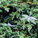Lampki ogrodowe solarne ważki 6,5m 30LED multikolor Lampki ogrodowe solarne ważki 6,5m 30LED multikolor